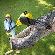 Best Tree Maintenance Programs  in West Pensacola, FL